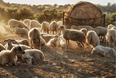 Echarpe Triangulaire Laine Merinos 100% 180x80cm - ARA